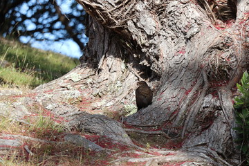 Oiseau de nouvelle Zélande au pied d'un arbre remarquable