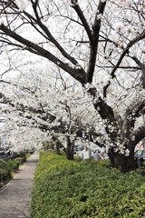桜　サクラ　さくら