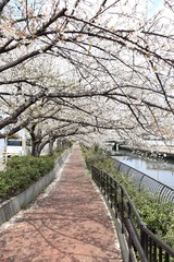 桜　サクラ　さくら