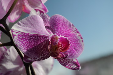 orchid