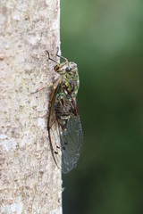 Amphipsalta zelandica 