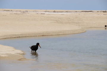 L’huîtrier se promenant sur la plage - Variable Oystercatcher