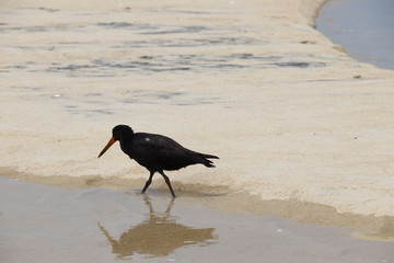 L’huîtrier se promenant sur la plage - Variable Oystercatcher- 
