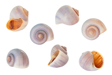 Colorful spiral seashells set on white background