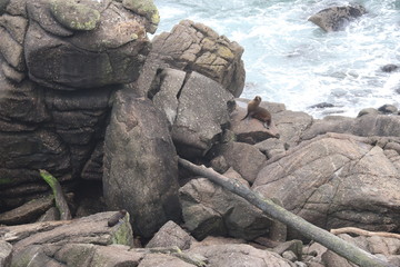Otarie à fourrure au cap Foulwing 