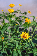 Heliopsis flower blossom on sunny day