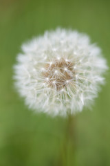 Pusteblume