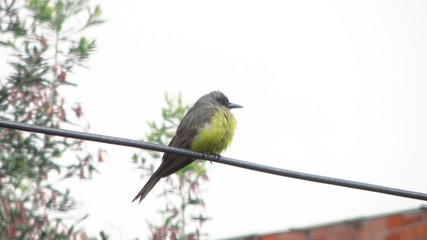 bird on wire