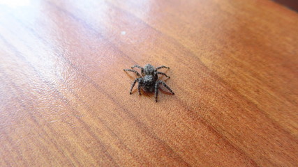 spider on table