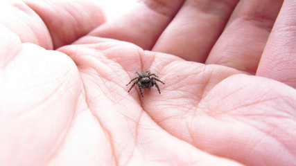 spider on hand