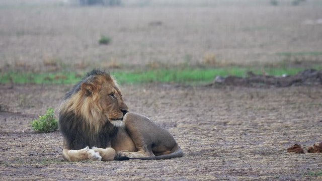 A Black Mane Lion Resting And Overlooking On The Dry Field In Nxai Pan, Botswana - Wide Shot

