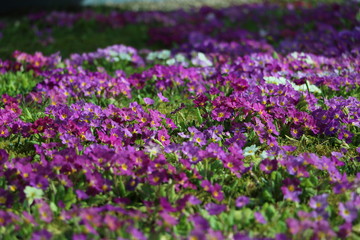 pink flowers, purple flowers, spring is coming