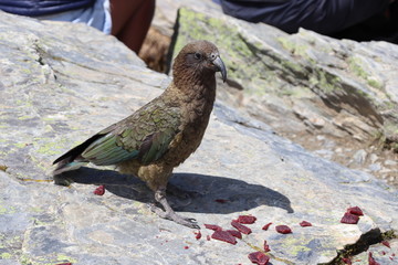 Kea au sommet du Ben Lomond