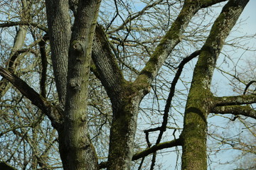 tree branches and sky