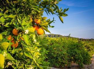 Valencian orange and orange blossoms. Spain. Spring harvest