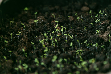 The first sprouts. Seedlings in the garden.