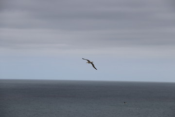 Albatros royal : Diomedea epomophora