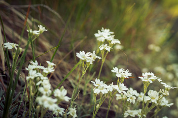 Weiße Blumen im Frühling