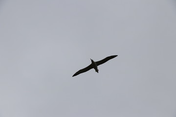 Fototapeta na wymiar Albatros royal en vol: Diomedea epomophora