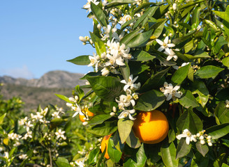 Valencian orange and orange blossoms. Spain. Spring harvest