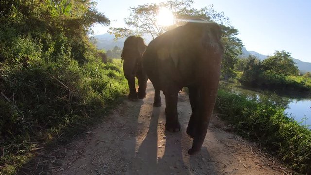 big asian elephants walking towards camera against the sunlight