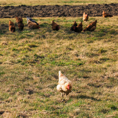 Hen on meadow in grass.