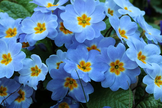 Frische und blaue Blumen im Garten. Im Fr&uuml;hling sehen die Blumen wundersch&ouml;n aus.