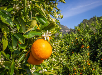 Valencian orange and orange blossoms. Spain. Spring harvest