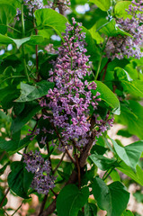 Branch of sirens on a tree in the garden, park in the sun. Beautiful blooming lilac flowers in the spring. Flowering in may. Spring concept. Template for design.