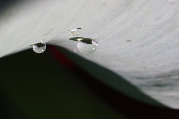 Obraz na płótnie Canvas Macro of water droplets on a leaf