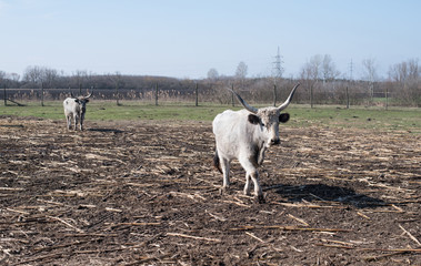 Gray cattle in the farm