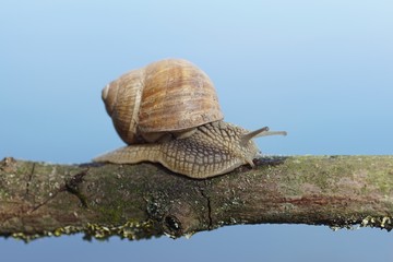 Weinbergschnecke (Helix pomatia)