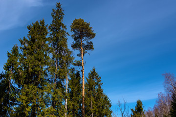Springtime forest landscape at sunny day