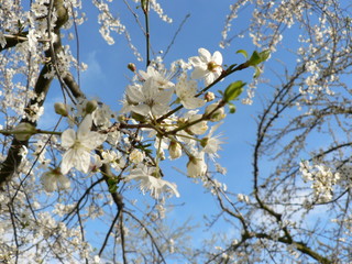 Branches of pink blossoming Sakura against the blue sky with clouds. Copy space for text.