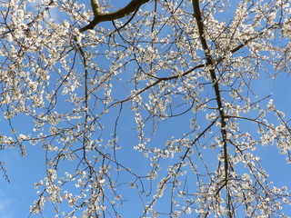 Branches of pink blossoming Sakura against the blue sky with clouds. Copy space for text.