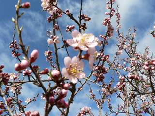 Beautiful tender tree blossom in sunlight, floral background, spring blooming flowers. Cherry blossoms in the Prague city garden. Copy space for text.