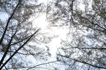 Branches and leaves background, Branches with little leaves in front of sunset sky 