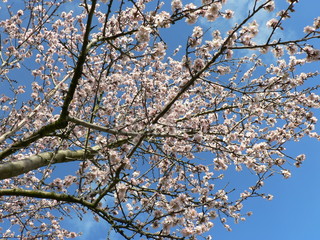 Beautiful tender tree blossom in sunlight, floral background, spring blooming flowers. Cherry blossoms in the Prague city garden. Copy space for text.