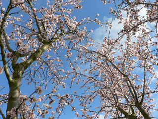 Beautiful tender tree blossom in sunlight, floral background, spring blooming flowers. Cherry blossoms in the Prague city garden. Copy space for text.