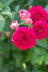 Red roses in retro concept, green garden in Japan.