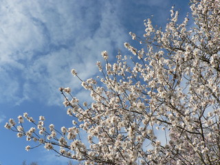 Branches of pink blossoming Sakura against the blue sky with clouds. Copy space for text.