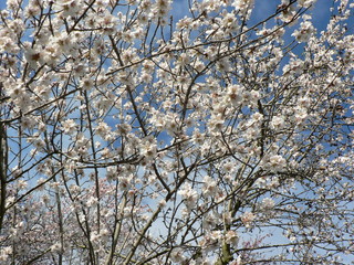 Beautiful tender tree blossom in sunlight, floral background, spring blooming flowers. Cherry blossoms in the Prague city garden. Copy space for text.