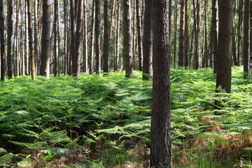 Kiefernwald und Farne an der ostdeutschen Küste