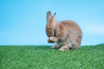 Furry and fluffy cute Black rabbit is Standing on two legs on Green grass and blue background and cleaning the front legs. Concept of rodent pet and easter.