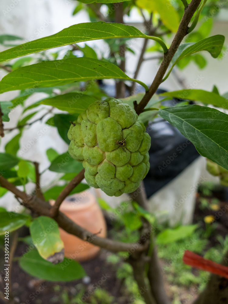 Wall mural sugar apple flower, the flower of sweet fruits of thailand