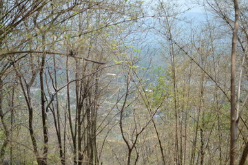 Obraz premium leaves background, Branches with little leaves in front of sunset sky 