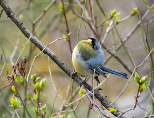 The Great Tit, Parus major, is sitting in color environment of wildlife, sýkora koňadra