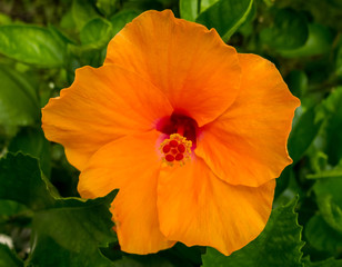 Orange Hibiscus (Hibiscus syriacus), It's famous flower to paint in textile