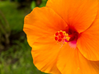 Orange Hibiscus (Hibiscus syriacus), It's famous flower to paint in textile