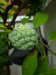 Fototapeta premium Sugar apple flower, The flower of sweet fruits of Thailand